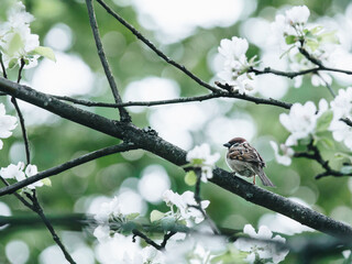 书的英语book的读音是什么？